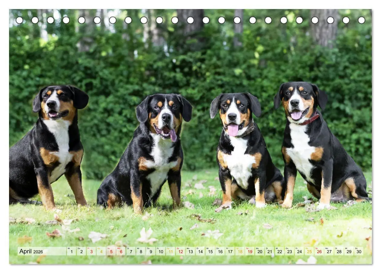 Bild: 9783457349823 | Entlebucher - Temperamentvolle Schweizer Sennenhunde (Tischkalender...