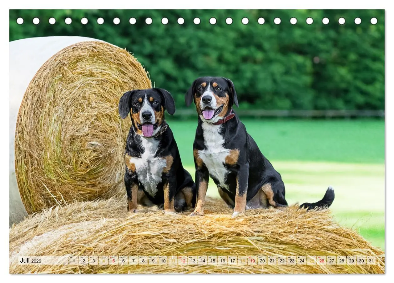 Bild: 9783457349823 | Entlebucher - Temperamentvolle Schweizer Sennenhunde (Tischkalender...