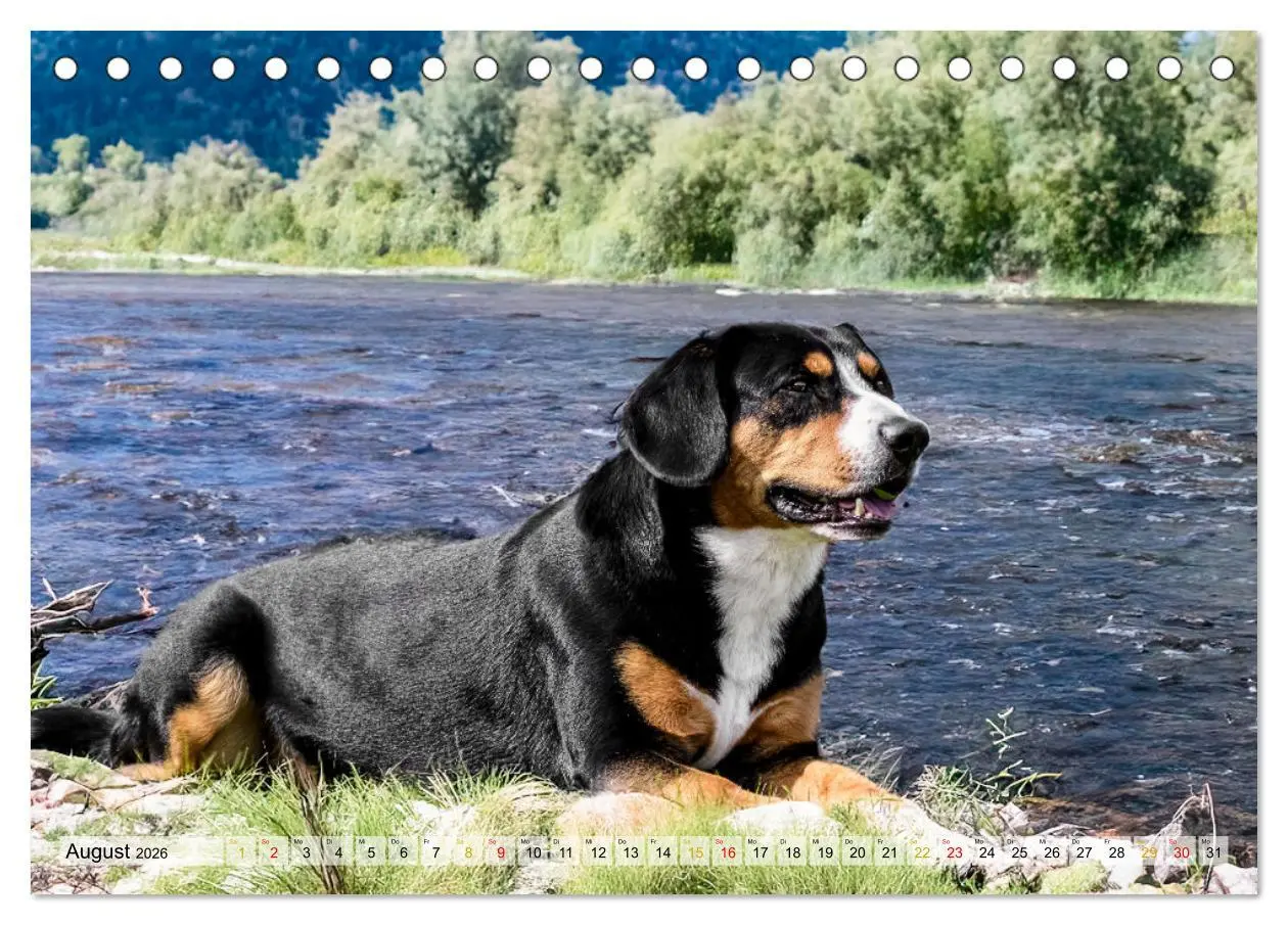 Bild: 9783457349823 | Entlebucher - Temperamentvolle Schweizer Sennenhunde (Tischkalender...