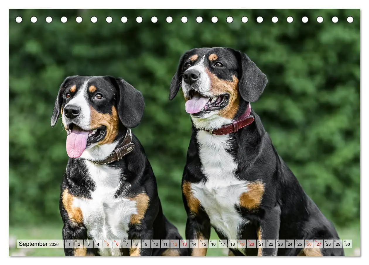 Bild: 9783457349823 | Entlebucher - Temperamentvolle Schweizer Sennenhunde (Tischkalender...