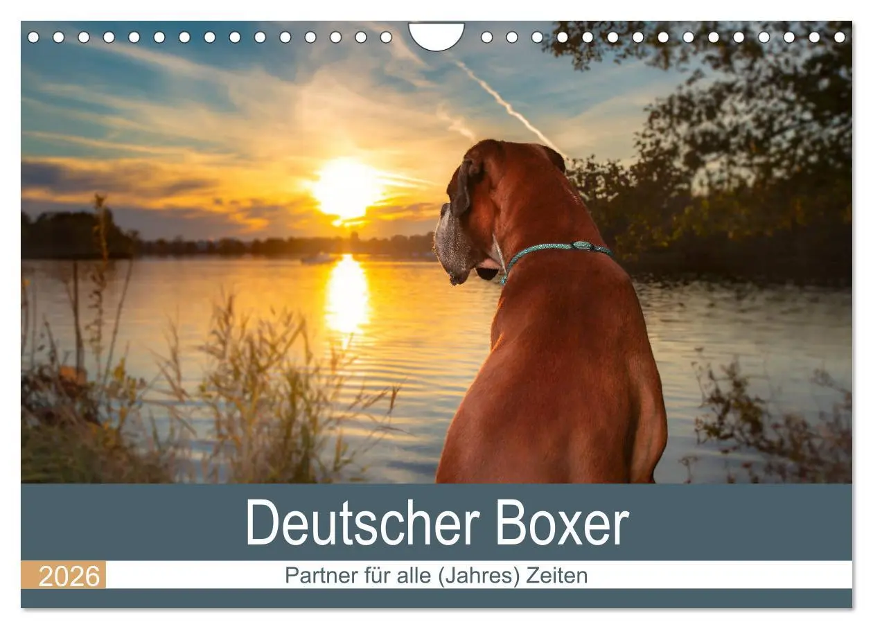 Cover: 9783457729823 | Deutscher Boxer (Wandkalender 2026 DIN A4 quer), CALVENDO...