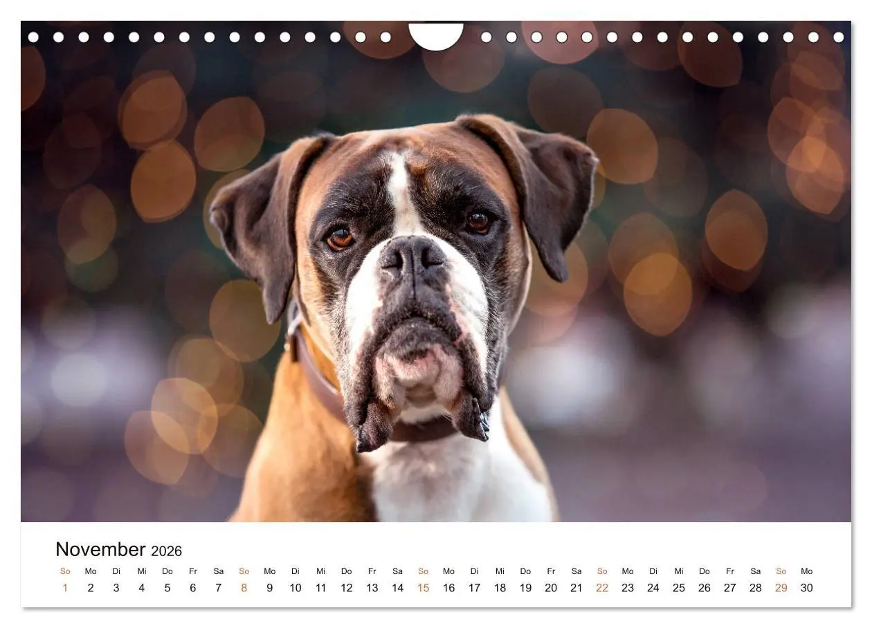 Bild: 9783457729823 | Deutscher Boxer (Wandkalender 2026 DIN A4 quer), CALVENDO...
