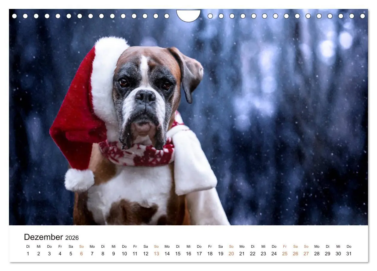 Bild: 9783457729823 | Deutscher Boxer (Wandkalender 2026 DIN A4 quer), CALVENDO...