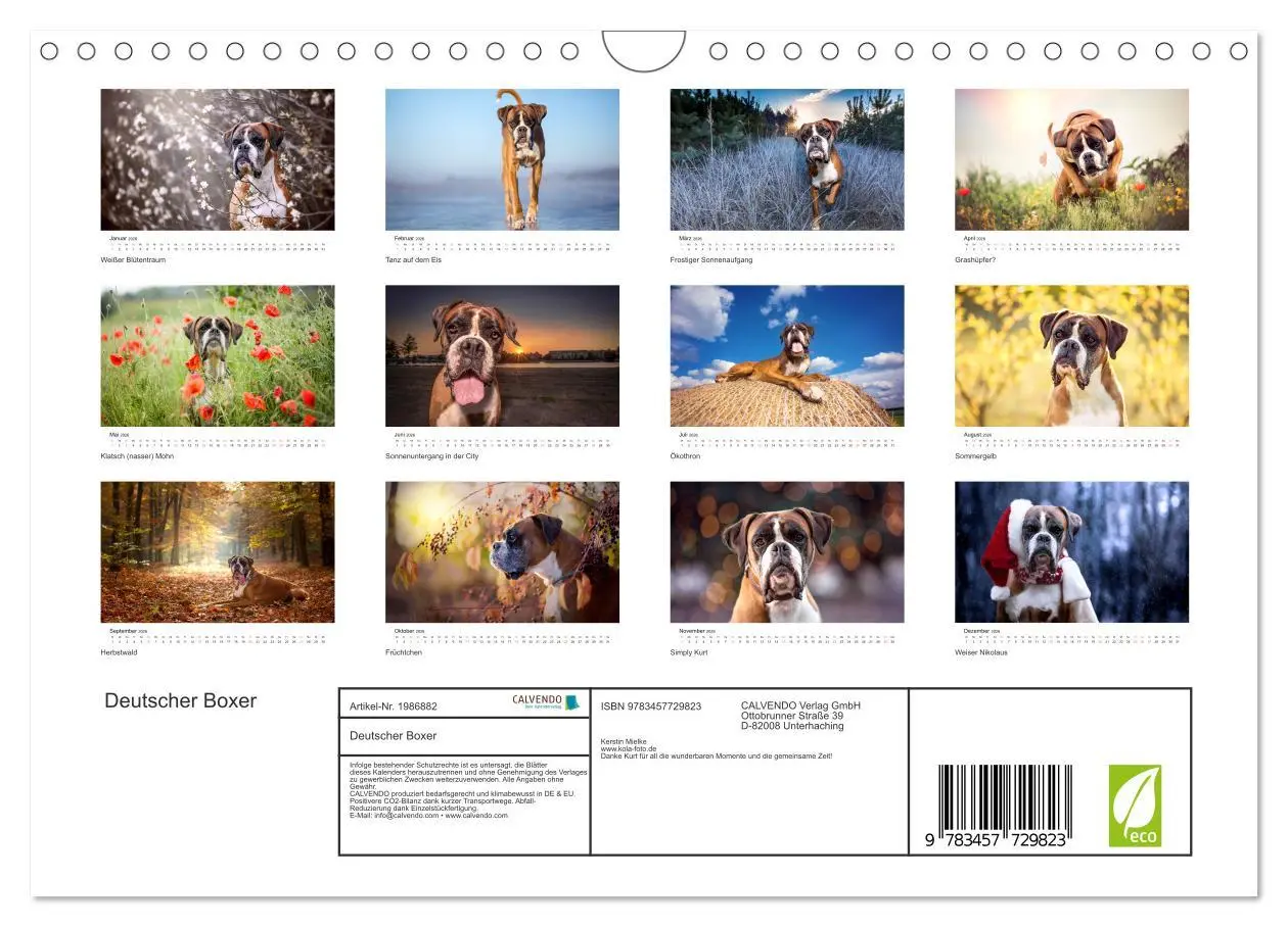 Bild: 9783457729823 | Deutscher Boxer (Wandkalender 2026 DIN A4 quer), CALVENDO...