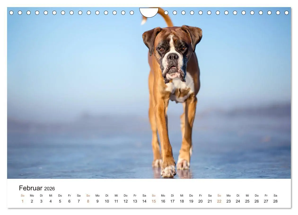 Bild: 9783457729823 | Deutscher Boxer (Wandkalender 2026 DIN A4 quer), CALVENDO...