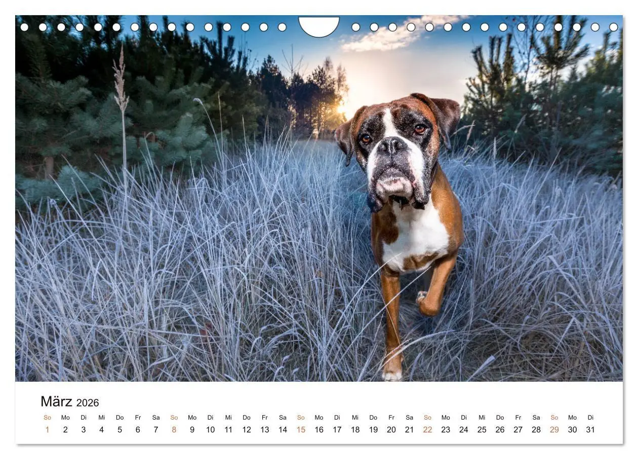 Bild: 9783457729823 | Deutscher Boxer (Wandkalender 2026 DIN A4 quer), CALVENDO...