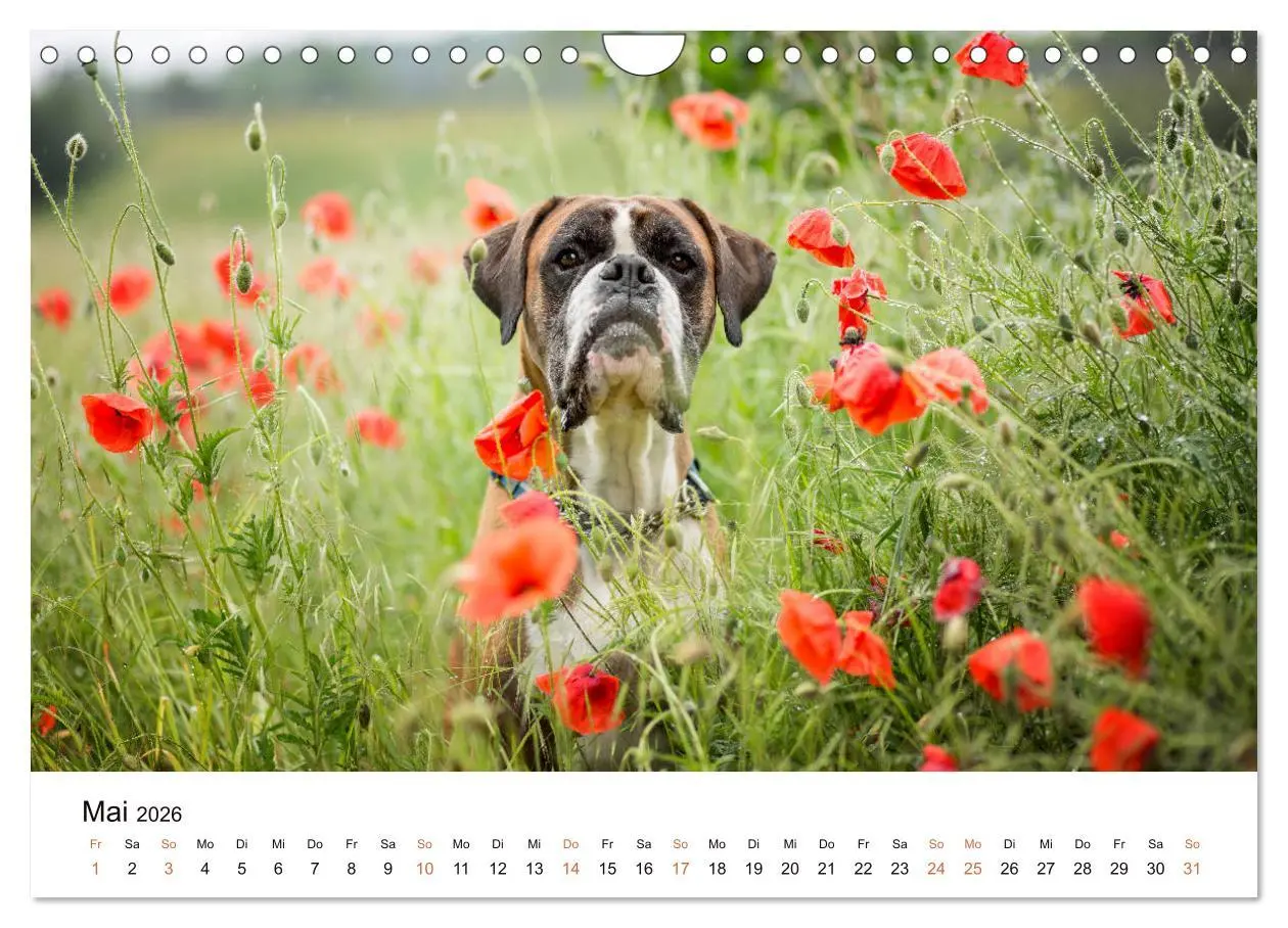 Bild: 9783457729823 | Deutscher Boxer (Wandkalender 2026 DIN A4 quer), CALVENDO...