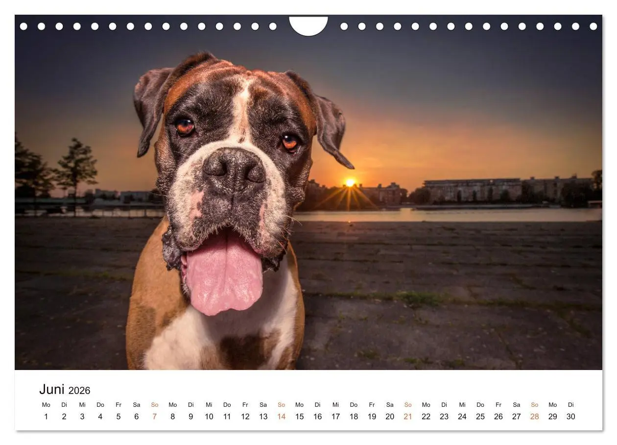 Bild: 9783457729823 | Deutscher Boxer (Wandkalender 2026 DIN A4 quer), CALVENDO...