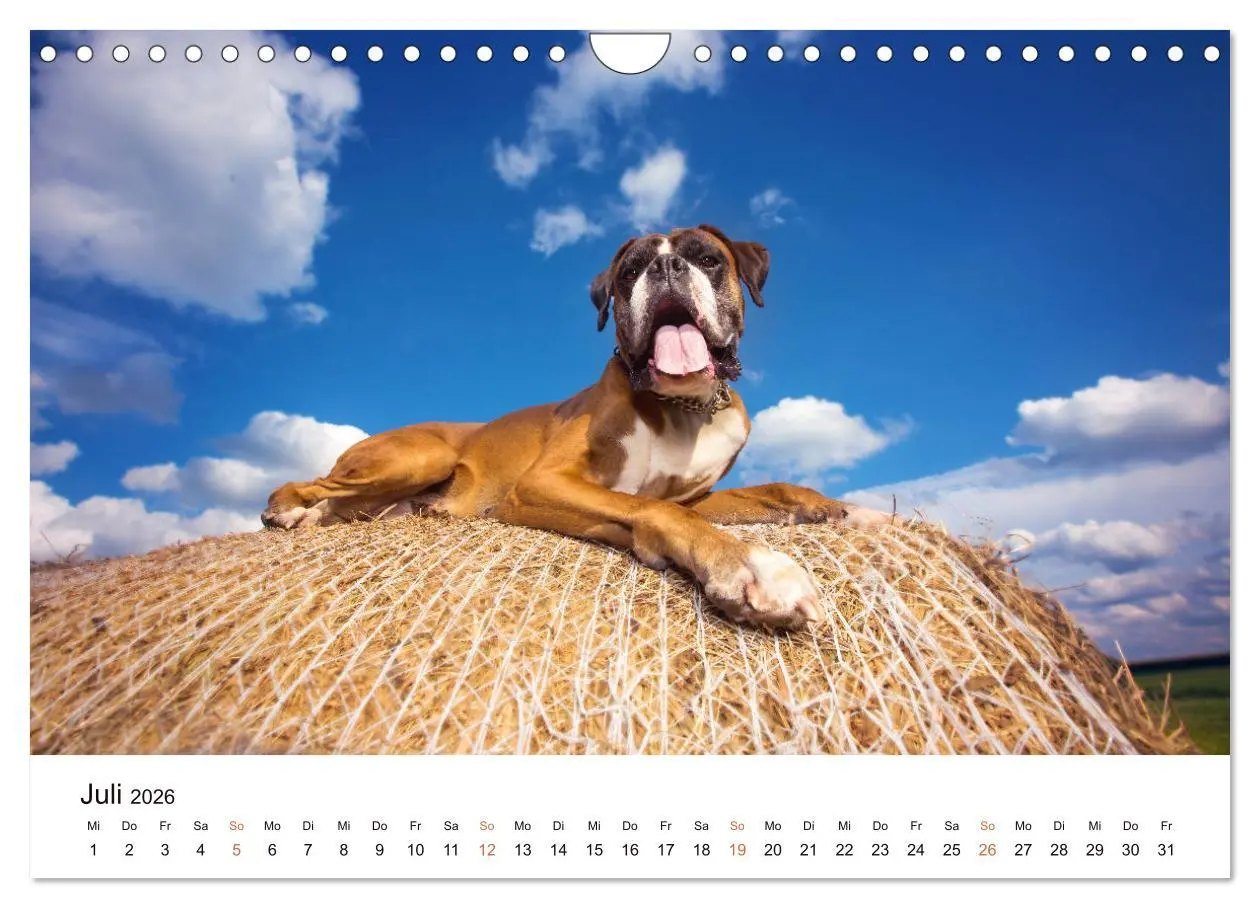 Bild: 9783457729823 | Deutscher Boxer (Wandkalender 2026 DIN A4 quer), CALVENDO...