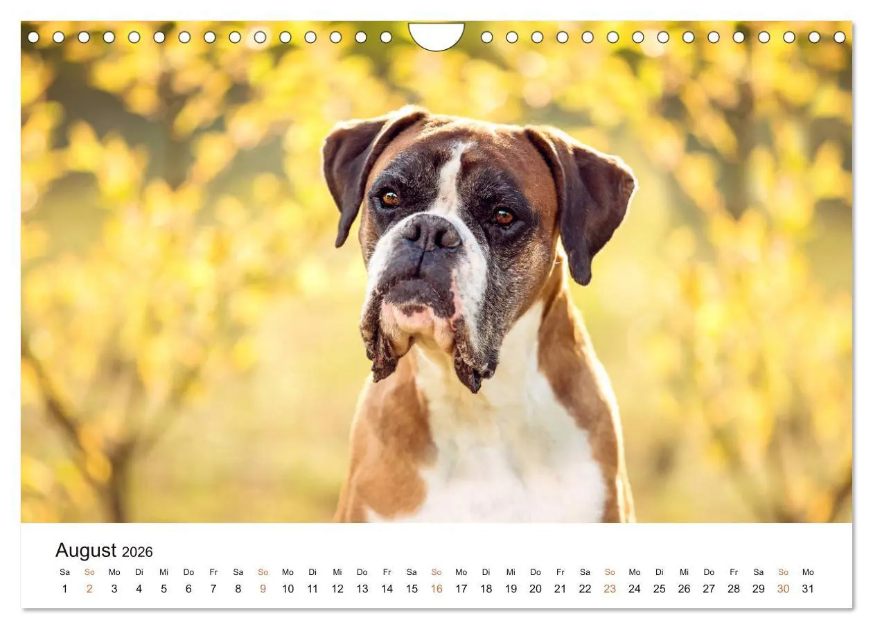 Bild: 9783457729823 | Deutscher Boxer (Wandkalender 2026 DIN A4 quer), CALVENDO...