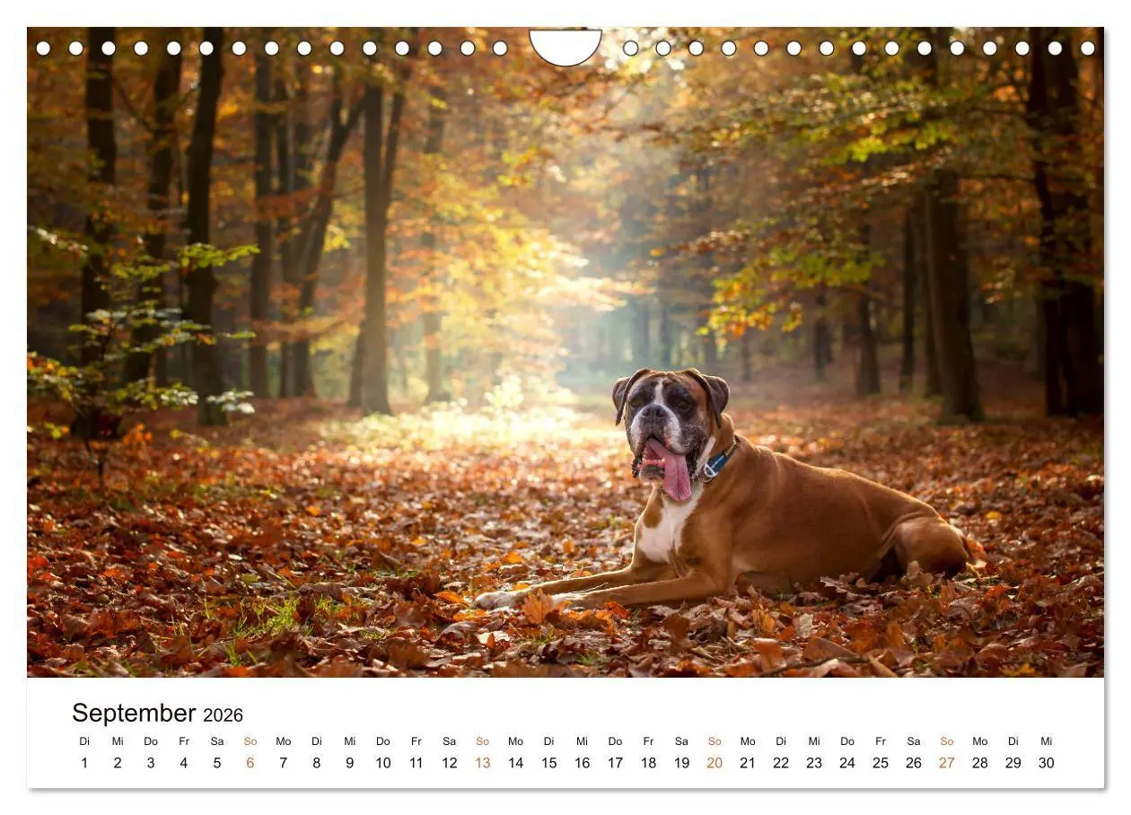 Bild: 9783457729823 | Deutscher Boxer (Wandkalender 2026 DIN A4 quer), CALVENDO...
