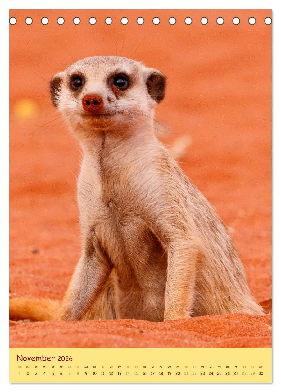 Bild: 9783516299823 | Erdmännchen - Eine Kolonie in der Kalahari (Tischkalender 2026 DIN...