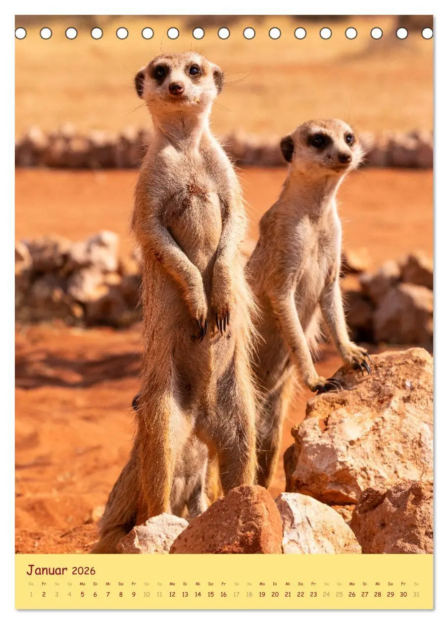 Bild: 9783516299823 | Erdmännchen - Eine Kolonie in der Kalahari (Tischkalender 2026 DIN...