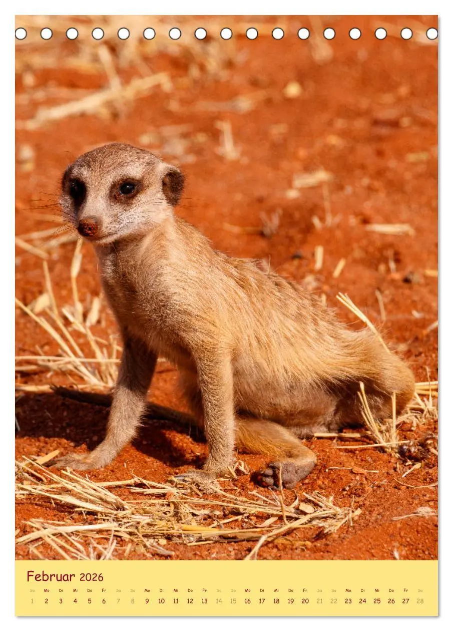 Bild: 9783516299823 | Erdmännchen - Eine Kolonie in der Kalahari (Tischkalender 2026 DIN...