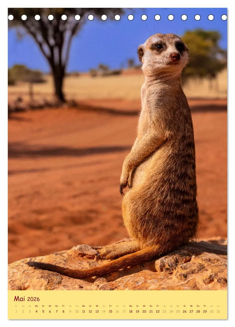 Bild: 9783516299823 | Erdmännchen - Eine Kolonie in der Kalahari (Tischkalender 2026 DIN...
