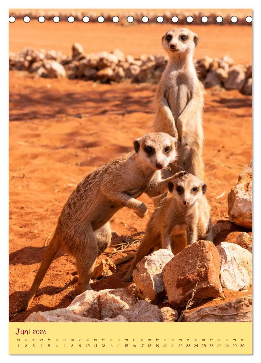 Bild: 9783516299823 | Erdmännchen - Eine Kolonie in der Kalahari (Tischkalender 2026 DIN...