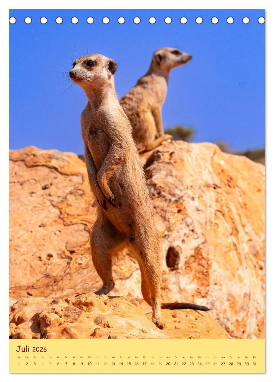 Bild: 9783516299823 | Erdmännchen - Eine Kolonie in der Kalahari (Tischkalender 2026 DIN...