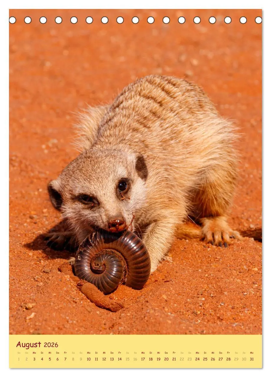 Bild: 9783516299823 | Erdmännchen - Eine Kolonie in der Kalahari (Tischkalender 2026 DIN...