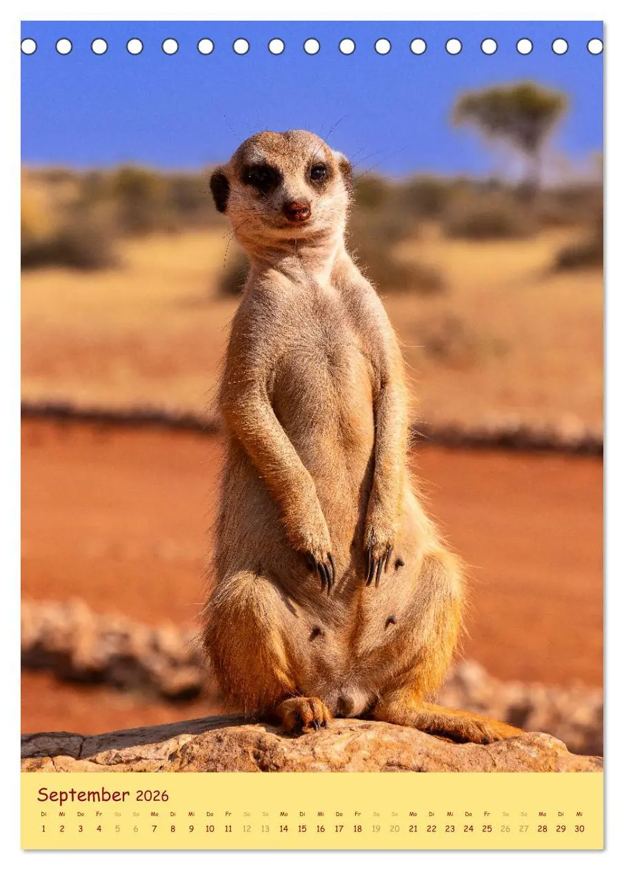 Bild: 9783516299823 | Erdmännchen - Eine Kolonie in der Kalahari (Tischkalender 2026 DIN...