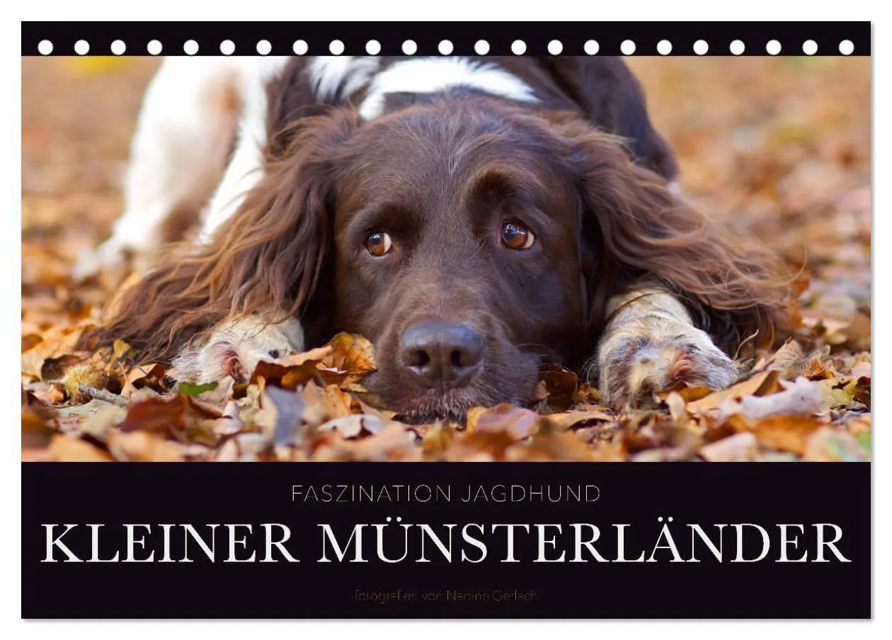 Cover: 9783569839823 | Faszination Jagdhund - Kleiner Münsterländer (Tischkalender 2027...