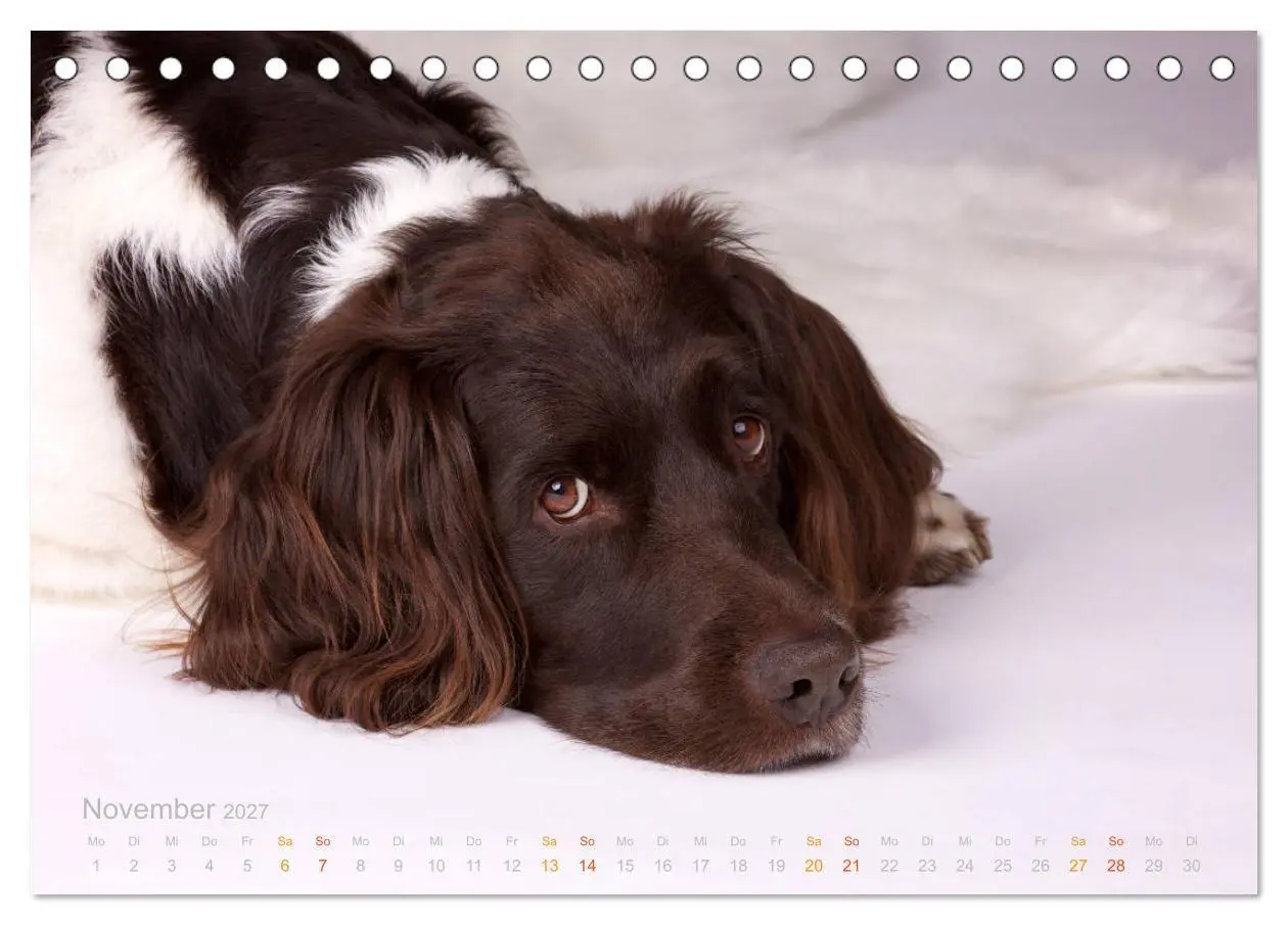 Bild: 9783569839823 | Faszination Jagdhund - Kleiner Münsterländer (Tischkalender 2027...