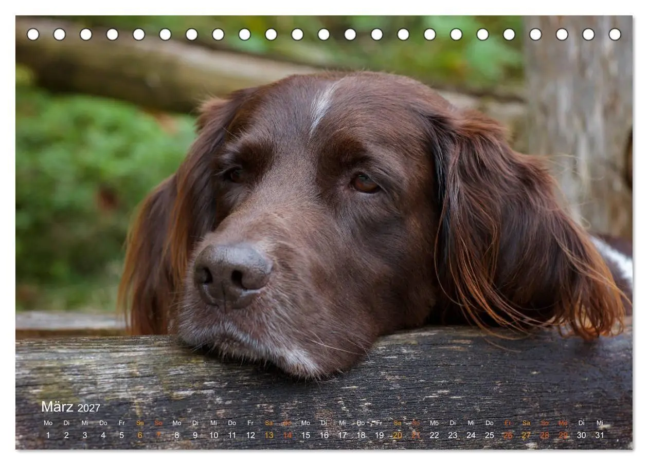 Bild: 9783569839823 | Faszination Jagdhund - Kleiner Münsterländer (Tischkalender 2027...