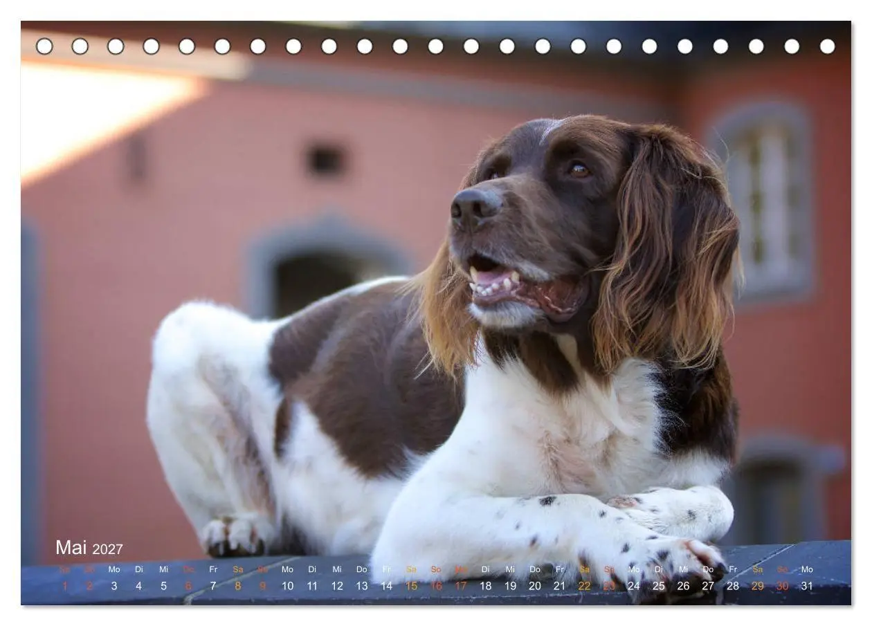 Bild: 9783569839823 | Faszination Jagdhund - Kleiner Münsterländer (Tischkalender 2027...