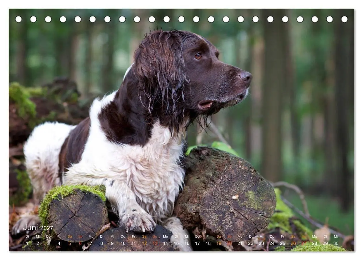 Bild: 9783569839823 | Faszination Jagdhund - Kleiner Münsterländer (Tischkalender 2027...