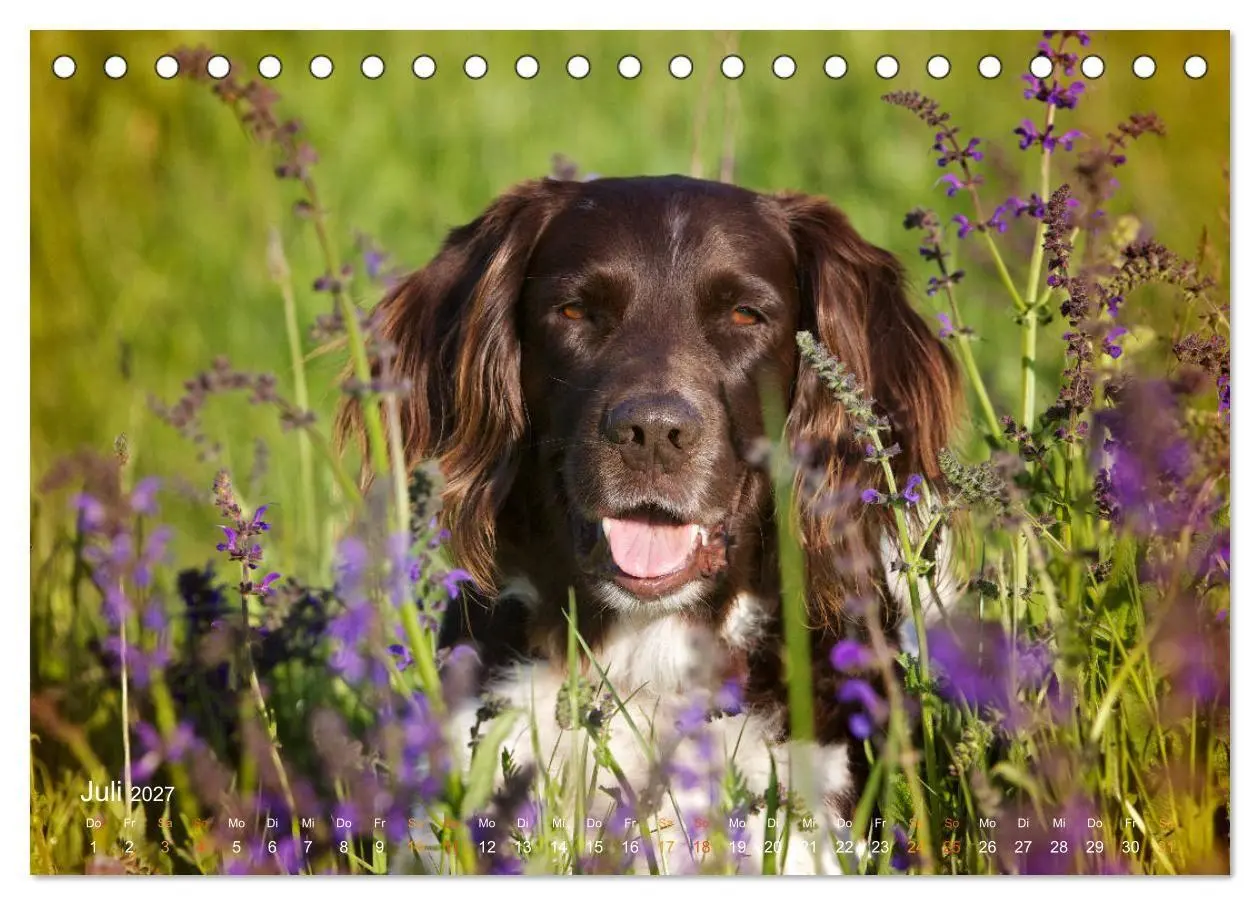 Bild: 9783569839823 | Faszination Jagdhund - Kleiner Münsterländer (Tischkalender 2027...