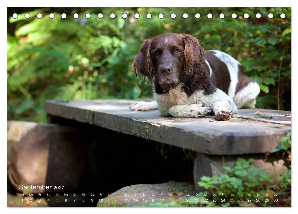 Bild: 9783569839823 | Faszination Jagdhund - Kleiner Münsterländer (Tischkalender 2027...