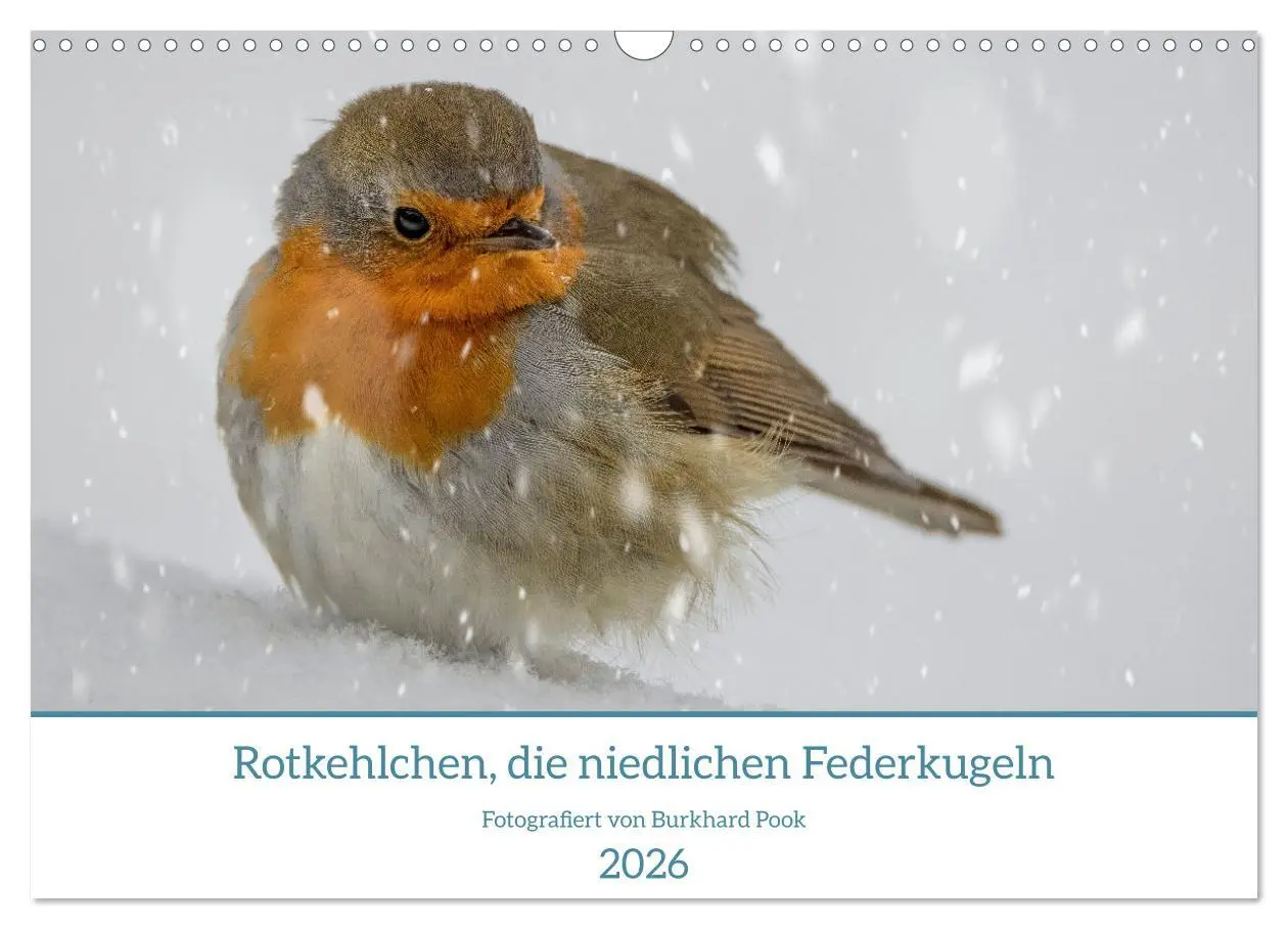 Cover: 9783457269923 | Rotkehlchen, die niedlichen Federkugeln (Wandkalender 2026 DIN A3...