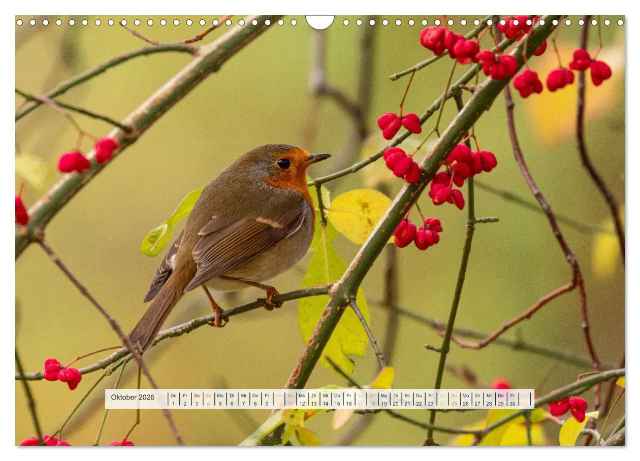 Bild: 9783457269923 | Rotkehlchen, die niedlichen Federkugeln (Wandkalender 2026 DIN A3...