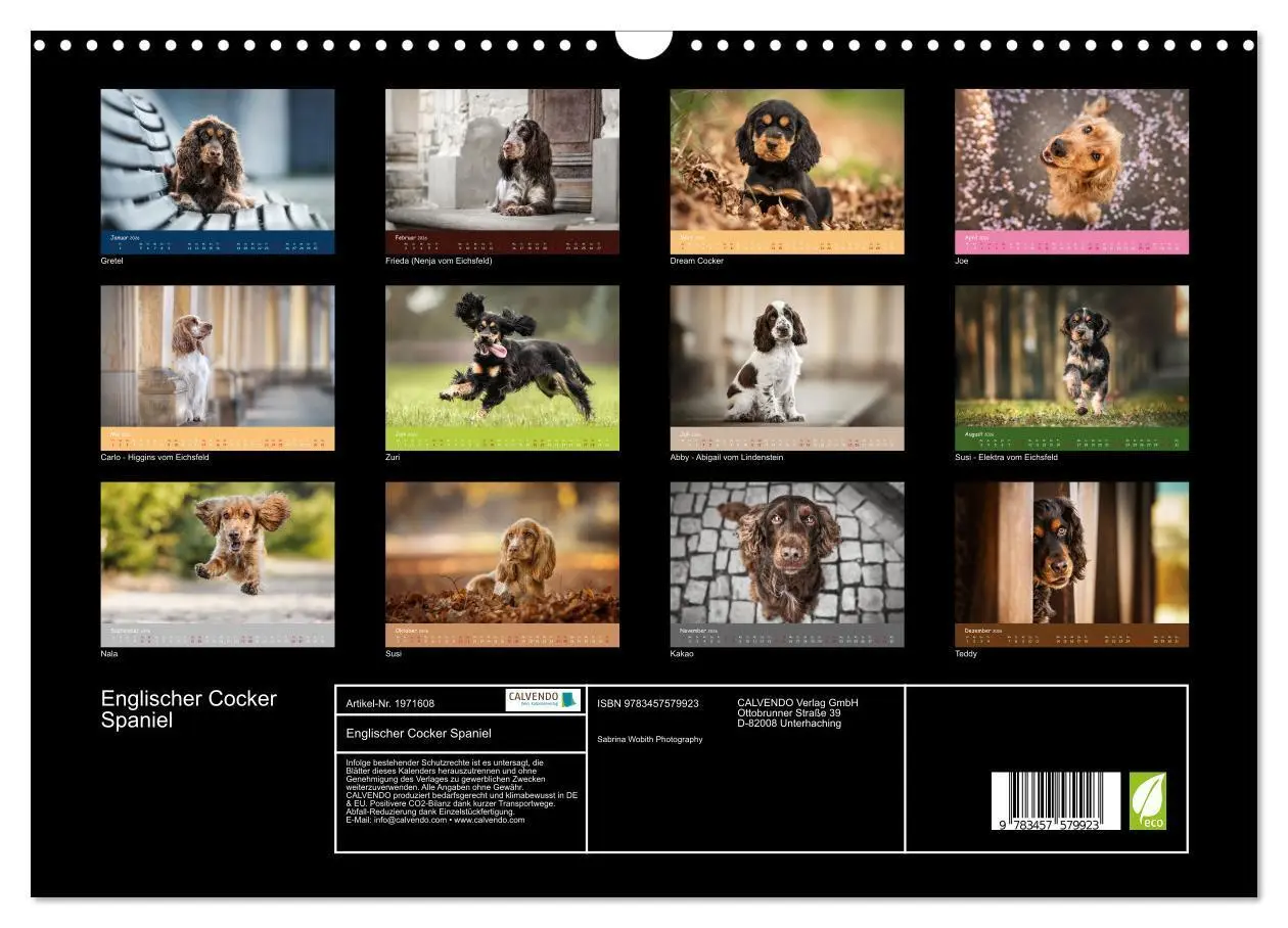 Bild: 9783457579923 | Englischer Cocker Spaniel (Wandkalender 2026 DIN A3 quer), CALVENDO...