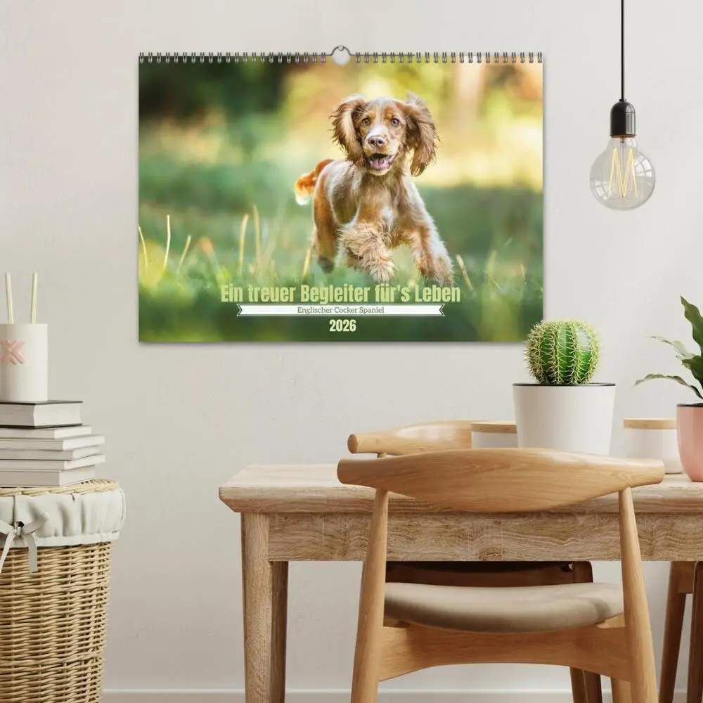 Bild: 9783457579923 | Englischer Cocker Spaniel (Wandkalender 2026 DIN A3 quer), CALVENDO...