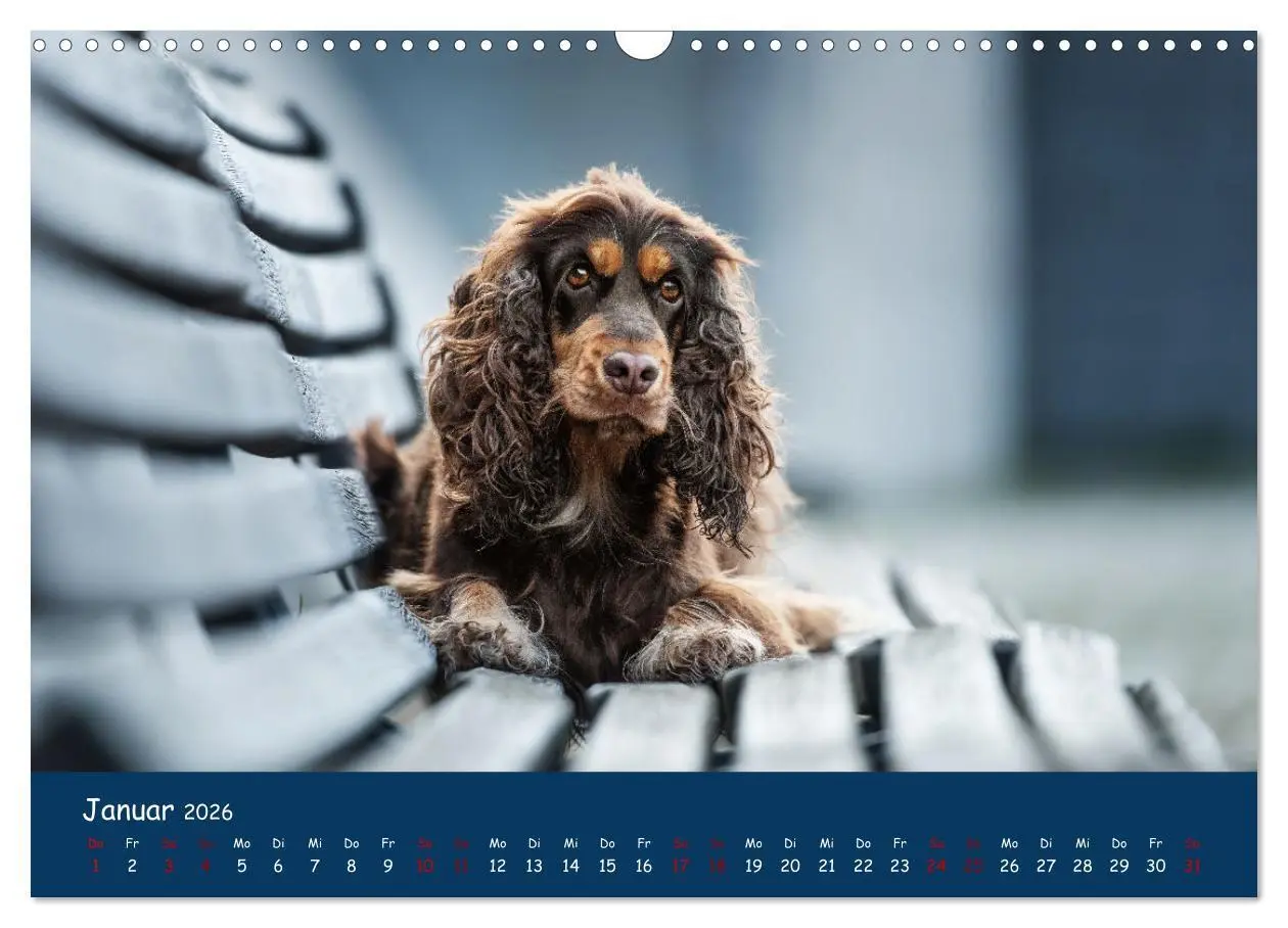 Bild: 9783457579923 | Englischer Cocker Spaniel (Wandkalender 2026 DIN A3 quer), CALVENDO...