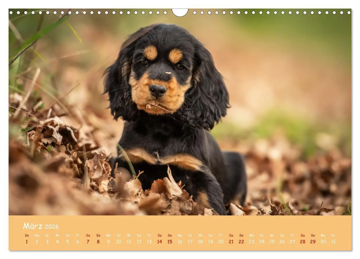 Bild: 9783457579923 | Englischer Cocker Spaniel (Wandkalender 2026 DIN A3 quer), CALVENDO...