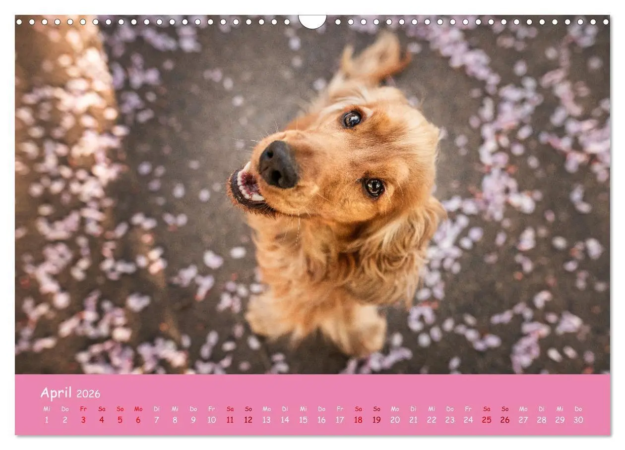 Bild: 9783457579923 | Englischer Cocker Spaniel (Wandkalender 2026 DIN A3 quer), CALVENDO...