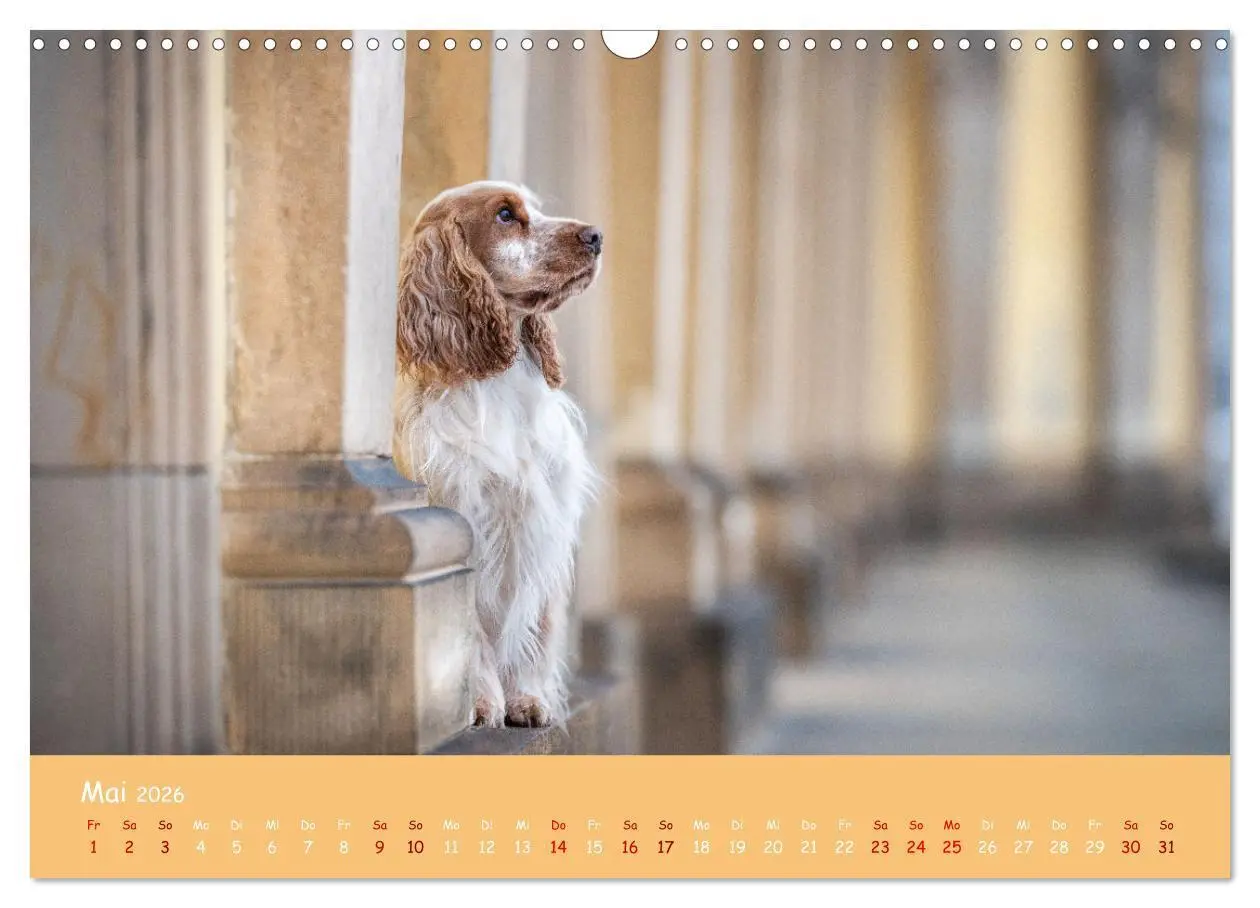 Bild: 9783457579923 | Englischer Cocker Spaniel (Wandkalender 2026 DIN A3 quer), CALVENDO...