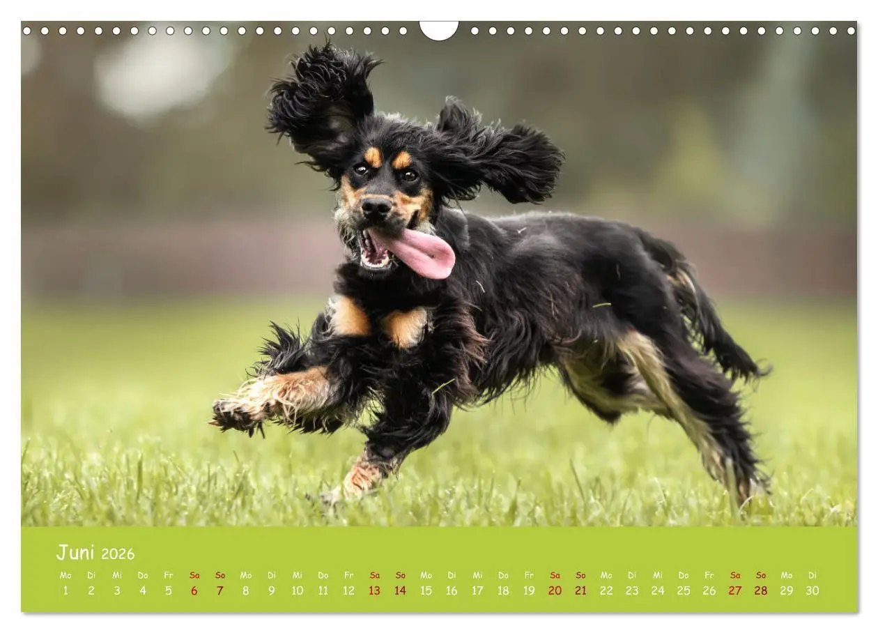 Bild: 9783457579923 | Englischer Cocker Spaniel (Wandkalender 2026 DIN A3 quer), CALVENDO...