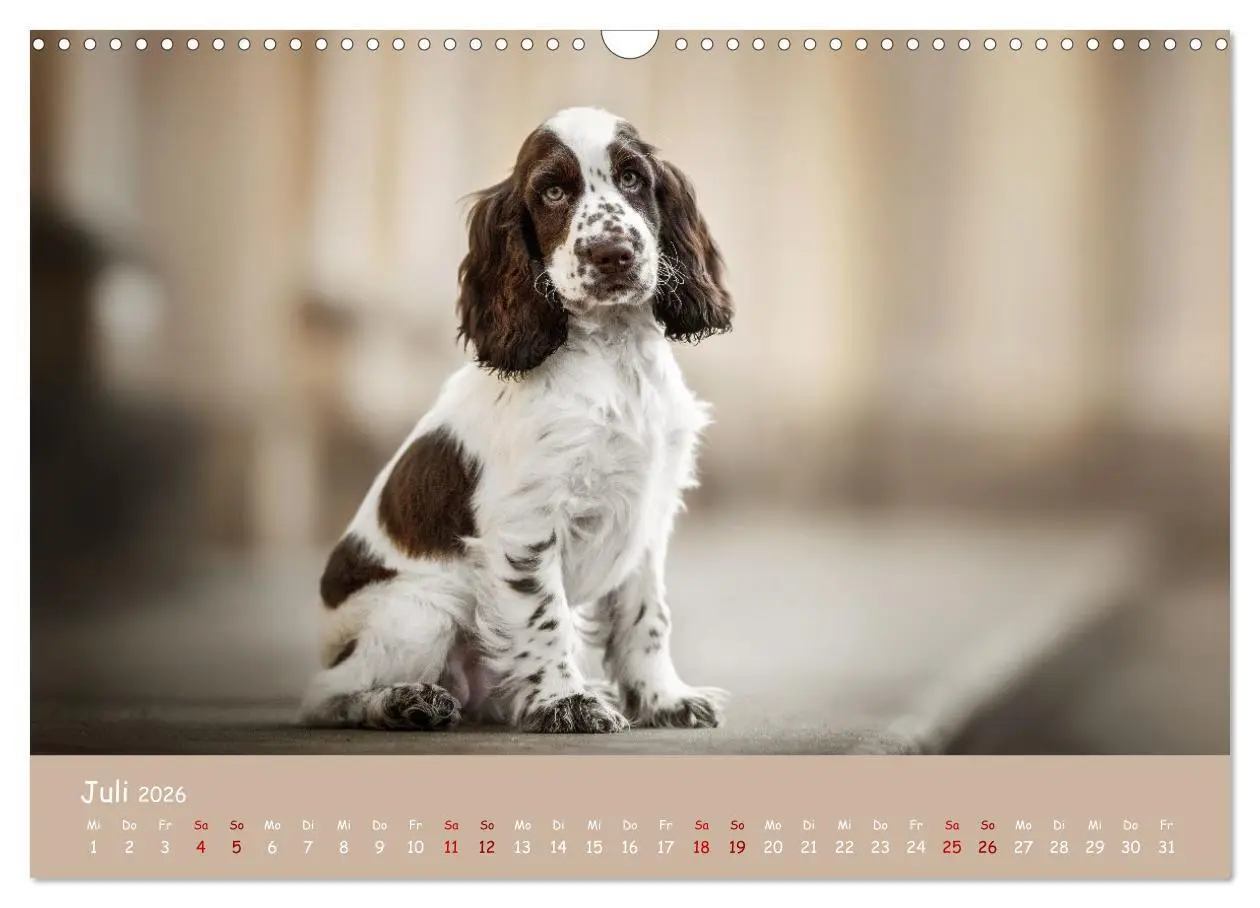 Bild: 9783457579923 | Englischer Cocker Spaniel (Wandkalender 2026 DIN A3 quer), CALVENDO...