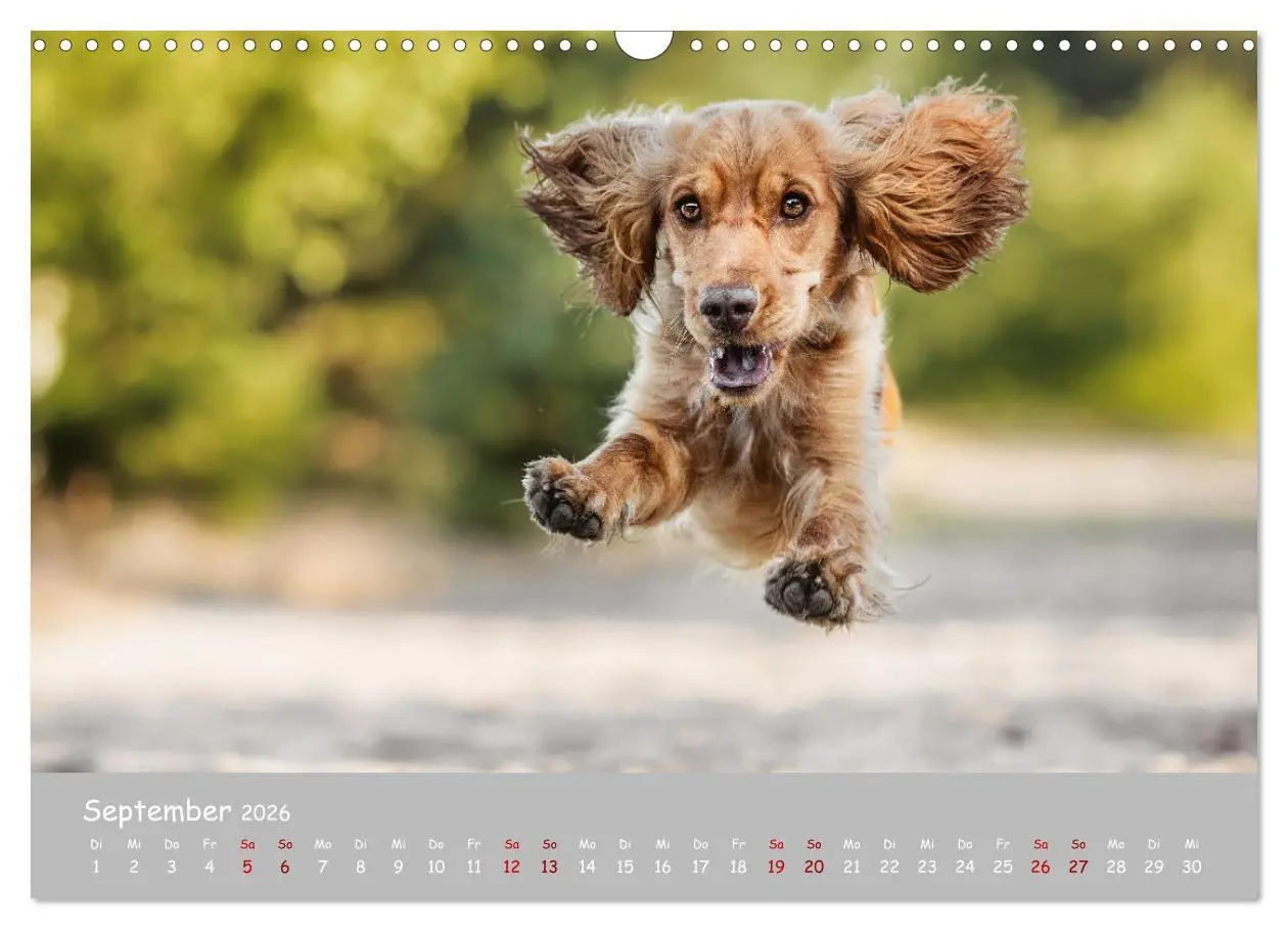 Bild: 9783457579923 | Englischer Cocker Spaniel (Wandkalender 2026 DIN A3 quer), CALVENDO...