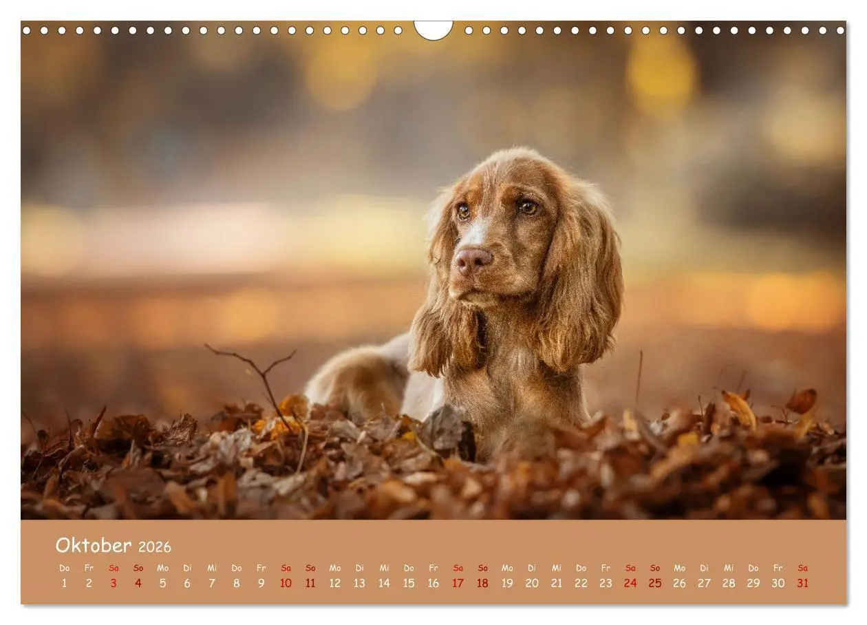 Bild: 9783457579923 | Englischer Cocker Spaniel (Wandkalender 2026 DIN A3 quer), CALVENDO...