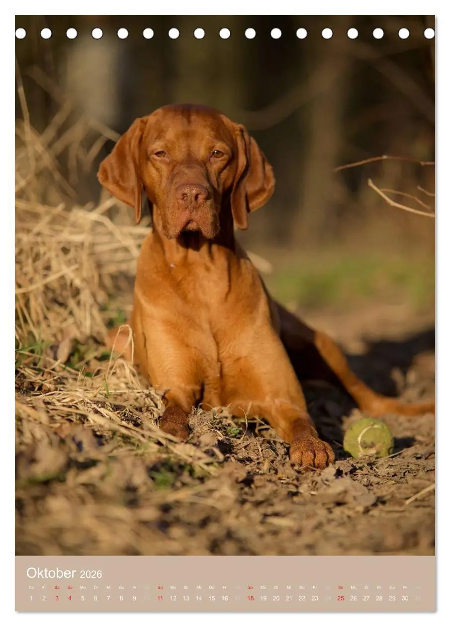Bild: 9783516429923 | Magyar Vizsla im Portrait (Tischkalender 2026 DIN A5 hoch),...