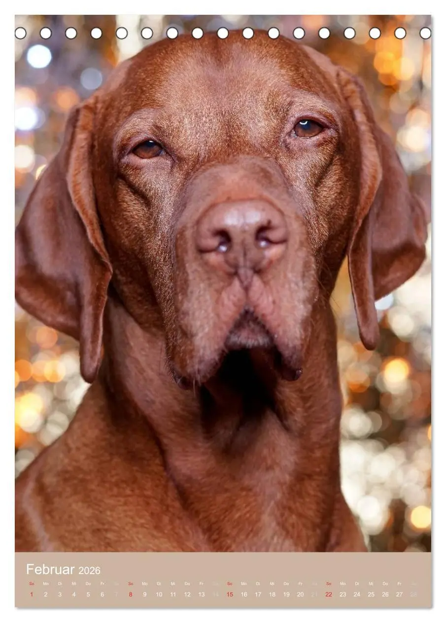 Bild: 9783516429923 | Magyar Vizsla im Portrait (Tischkalender 2026 DIN A5 hoch),...
