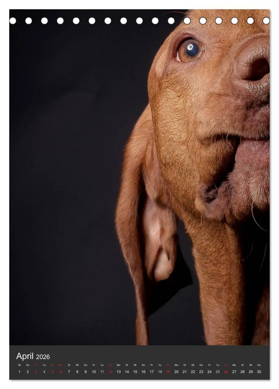 Bild: 9783516429923 | Magyar Vizsla im Portrait (Tischkalender 2026 DIN A5 hoch),...