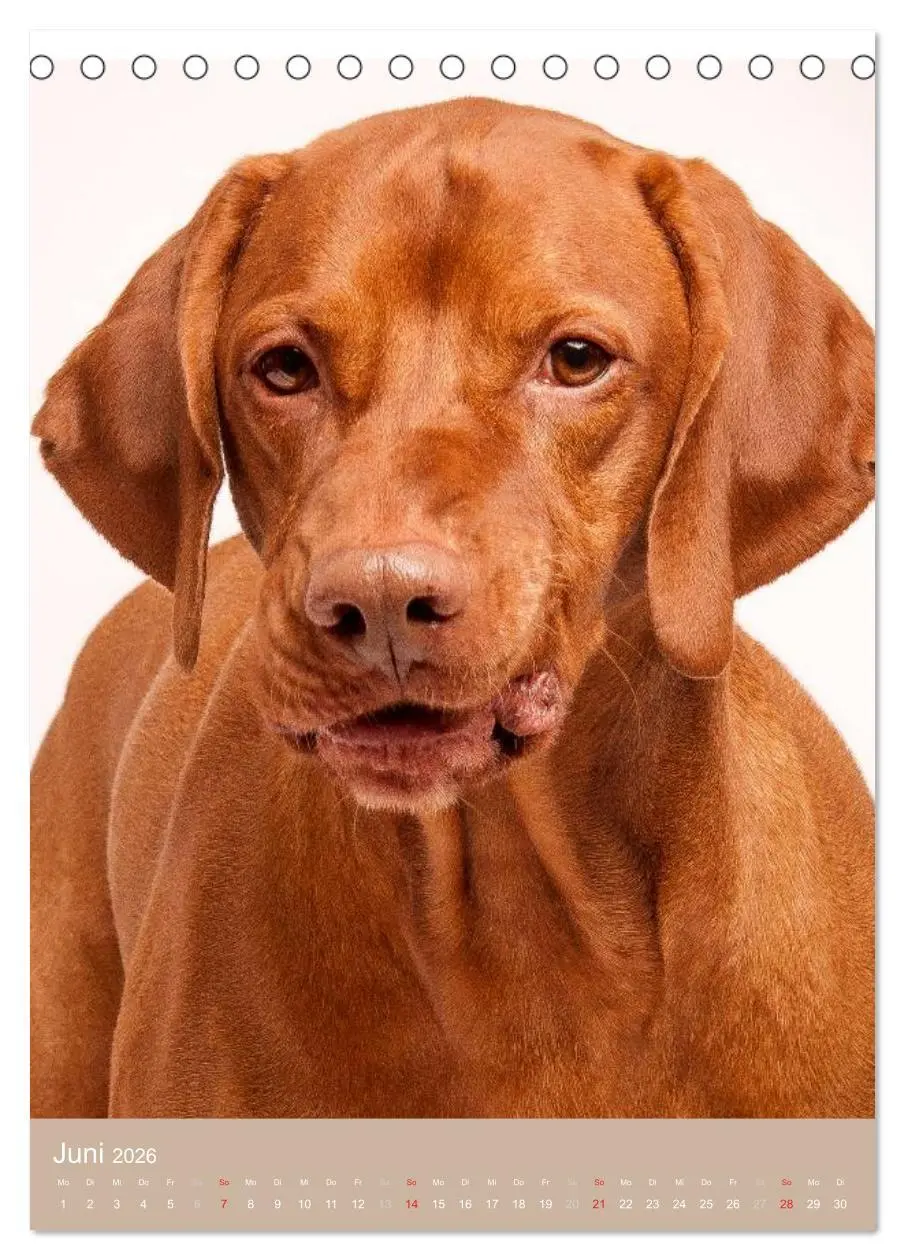 Bild: 9783516429923 | Magyar Vizsla im Portrait (Tischkalender 2026 DIN A5 hoch),...