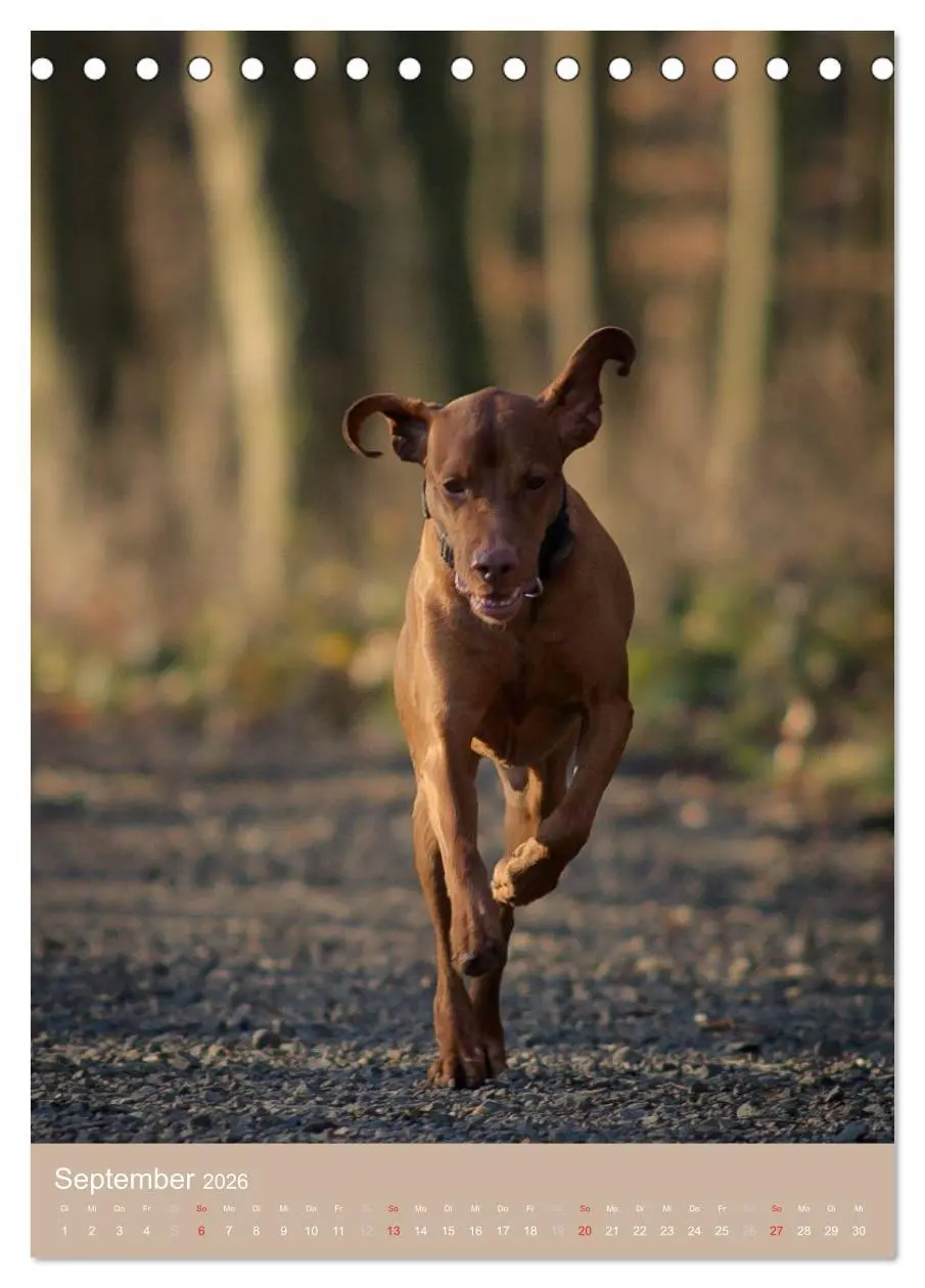 Bild: 9783516429923 | Magyar Vizsla im Portrait (Tischkalender 2026 DIN A5 hoch),...