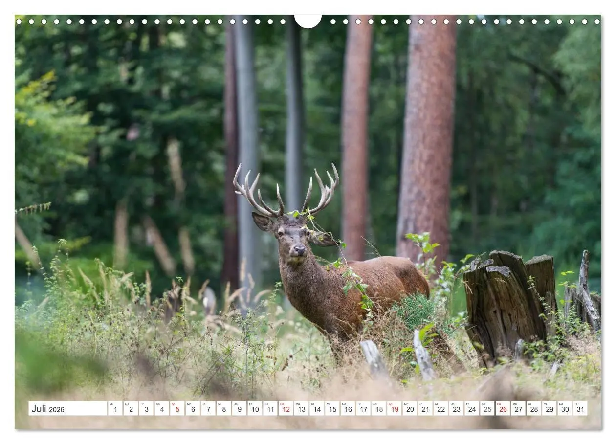 Bild: 9783516230024 | Emotionale Momente: Hirschbrunft (Wandkalender 2026 DIN A3 quer),...