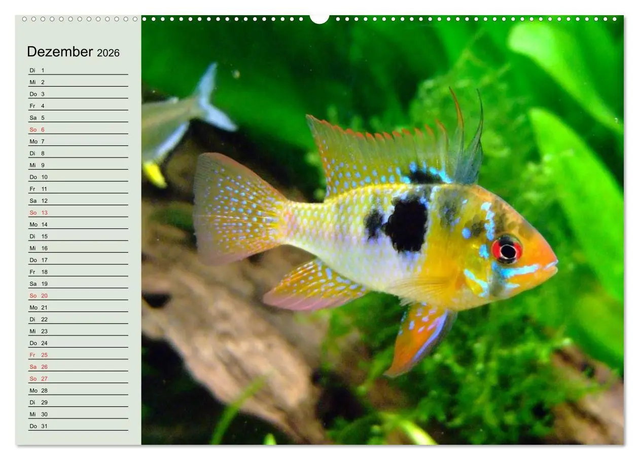 Bild: 9783457990124 | Knallbunte Wasserwelt. Die Welt der Fische (hochwertiger Premium...