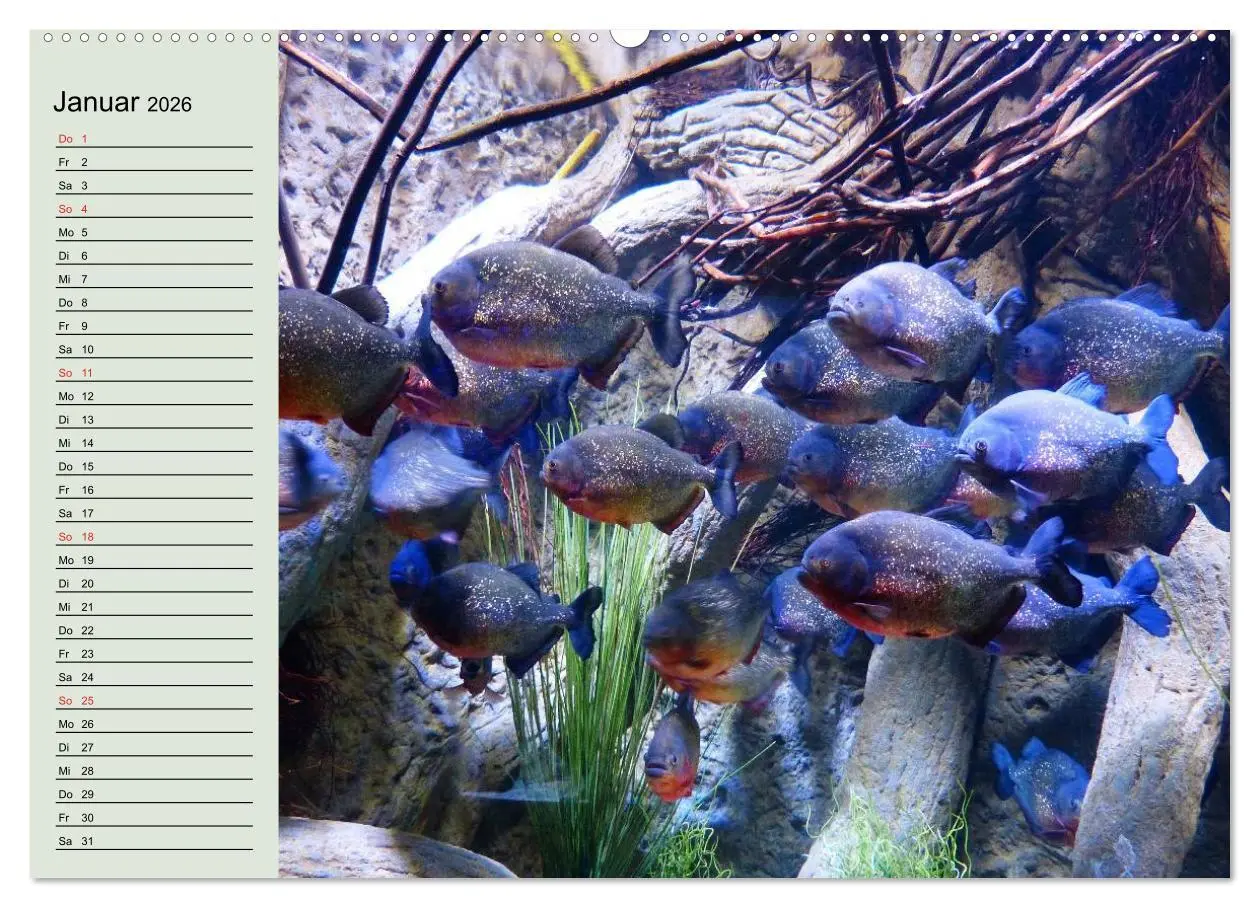 Bild: 9783457990124 | Knallbunte Wasserwelt. Die Welt der Fische (hochwertiger Premium...
